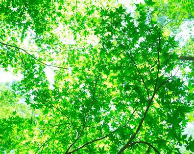 緑の植物と明るい光が差し込む教室の窓辺